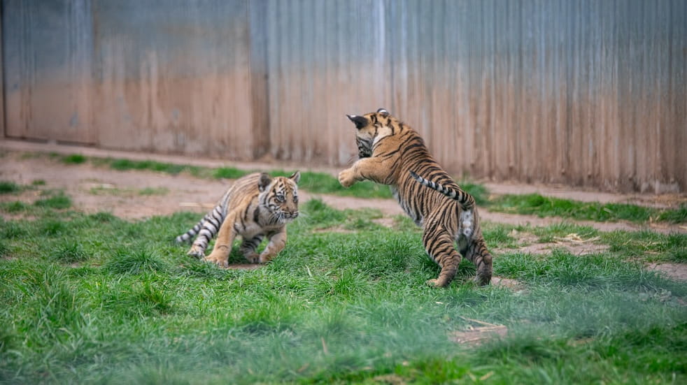 Tiger cubs playing at West Midlands Safari Park
